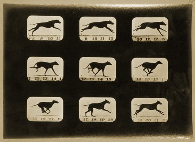 実行中のグレイハウンド、「Animal Locomotion」シリーズ、1881年 作： Eadweard Muybridge